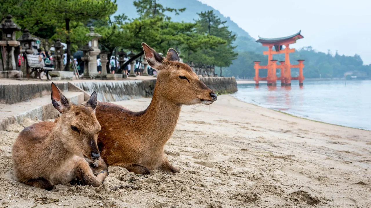 Scena z wyspy Miyajima, gdzie jelenie są uważane za święte