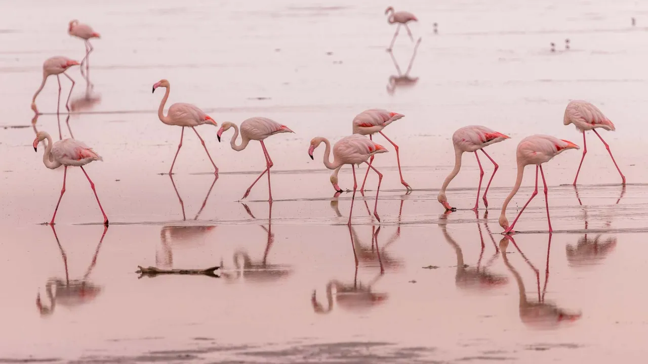 Flamingi na płytkich wodach zatoki Walvis, Namibia Flamingi na płytkich wodach zatoki Walvis, Namibia