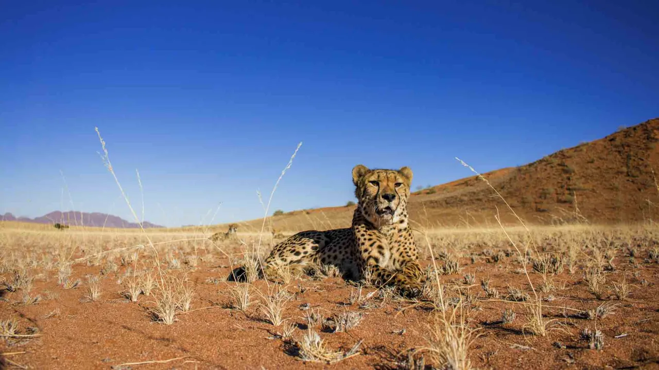 Gepard to najszybsze zwierzę lądowe, może osiągnąć prędkość do 120 km/h Gepard to najszybsze zwierzę lądowe, może osiągnąć prędkość do 120 km/h