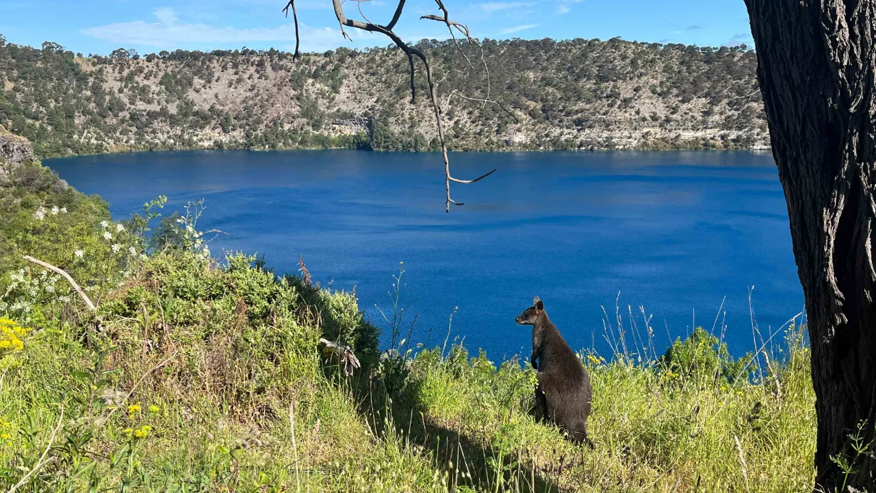 Wallaby z fantastycznym widokiem na Blue Lake w Mount Gambier Wallaby z fantastycznym widokiem na Blue Lake w Mount Gambier