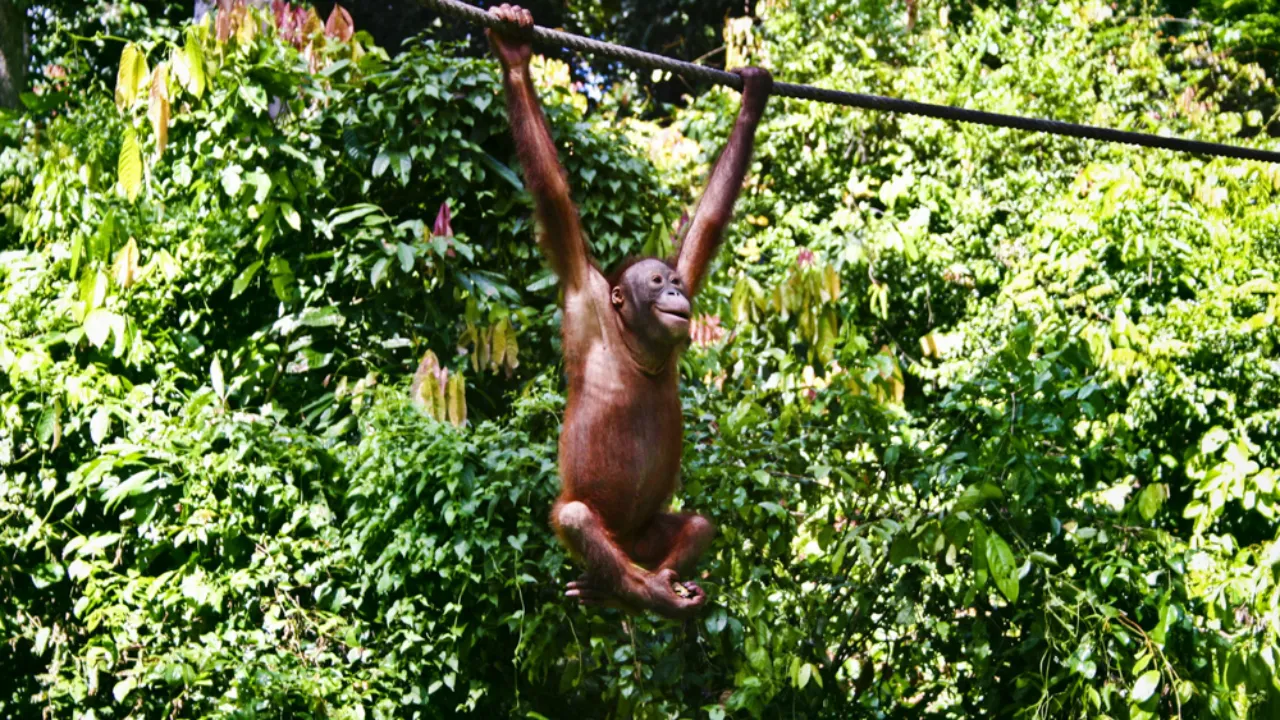 Orangutany mają dobre warunki w Sepilok