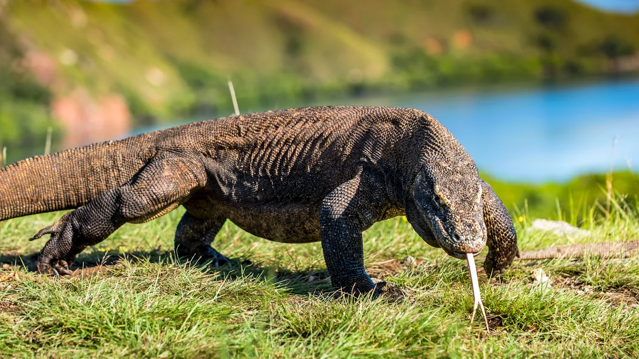 Waran z Komodo może być niebezpieczny dla ludzi, ale ataki są rzadkie, ponieważ w parku narodowym obowiązują specjalne zasady bezpieczeństwa