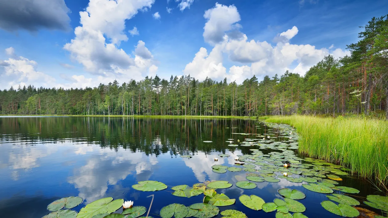 Jezioro Saimaa, największe w Finlandii, jest siedliskiem rzadkiej nerpy saimaa, która żyje tylko tam Jezioro Saimaa, największe w Finlandii, jest siedliskiem rzadkiej nerpy saimaa, która żyje tylko tam