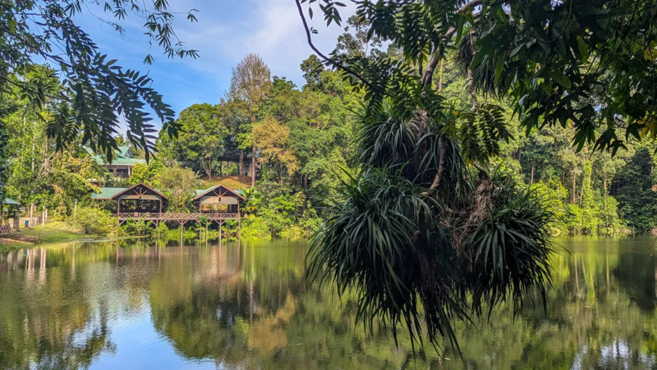 Bujny las deszczowy w Sepilok na Borneo