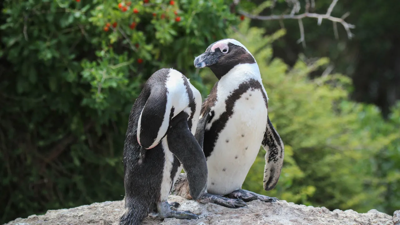 Pingwiny afrykańskie na Boulders Beach niedaleko Simon's Town Pingwiny afrykańskie na Boulders Beach niedaleko Simon's Town