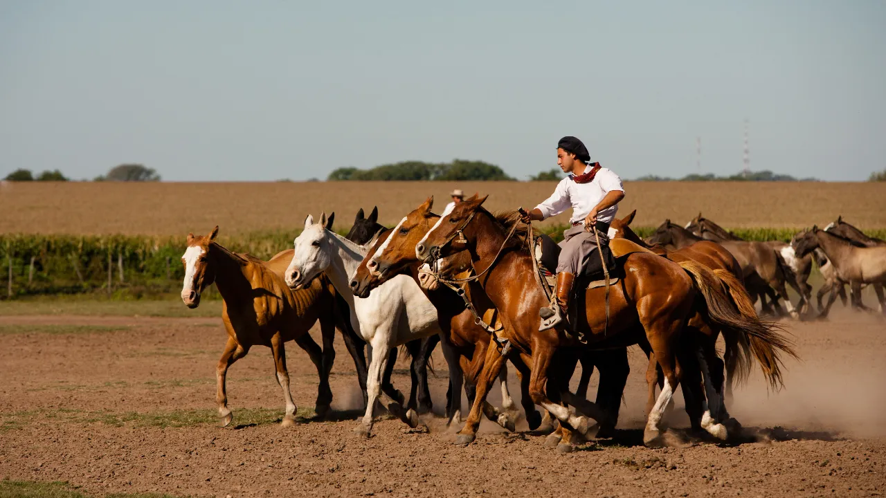 Gaucho z tabunem koni na argentyńskiej pampie