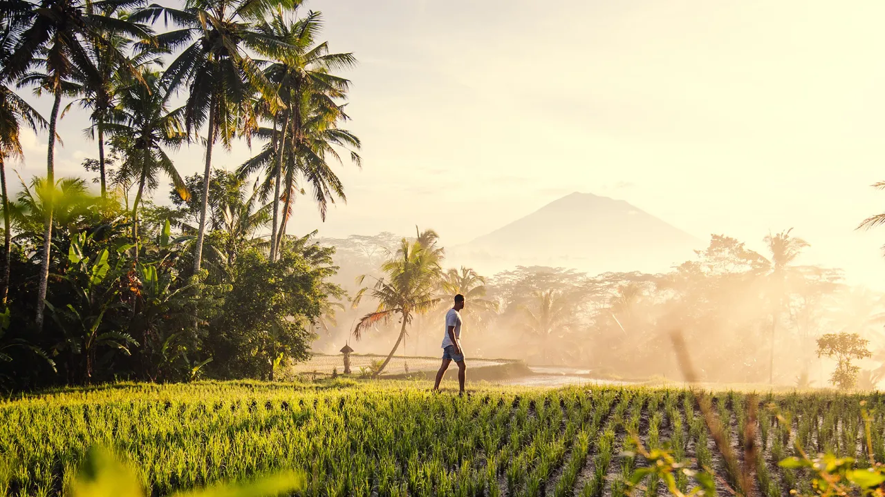 Wędrówka po polach ryżowych w pobliżu Ubud na Bali