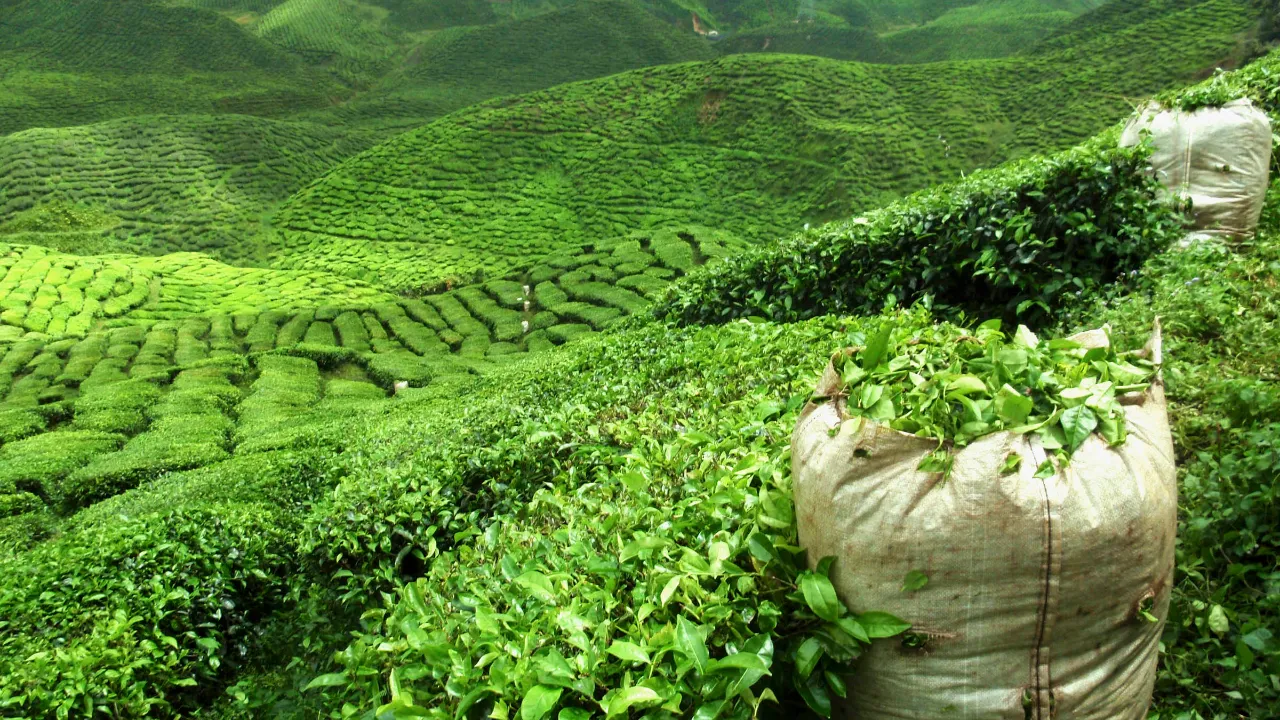 Plantacje herbaty w Darjeelingu