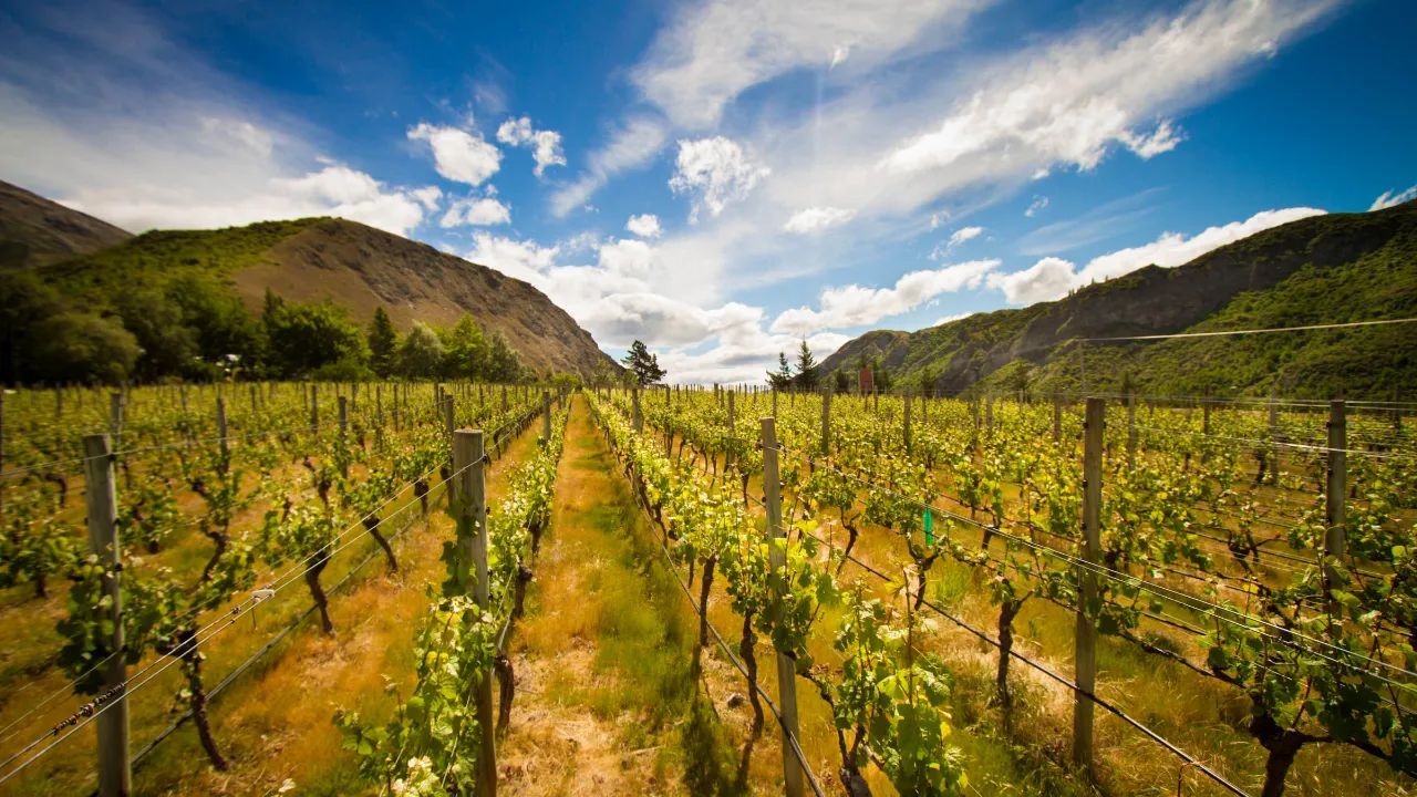 Nowa Zelandia produkuje około 350 milionów litrów wina rocznie – głównie Sauvignon Blanc