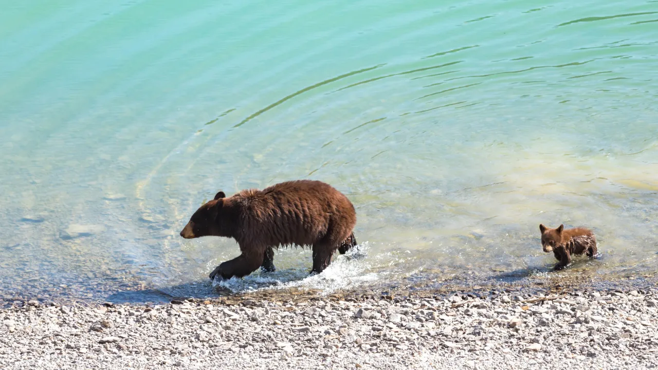 Baribal z młodym w Parku Narodowym Banff