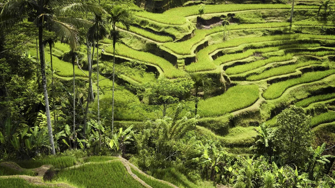 Imponujące tarasy ryżowe w pobliżu Ubud