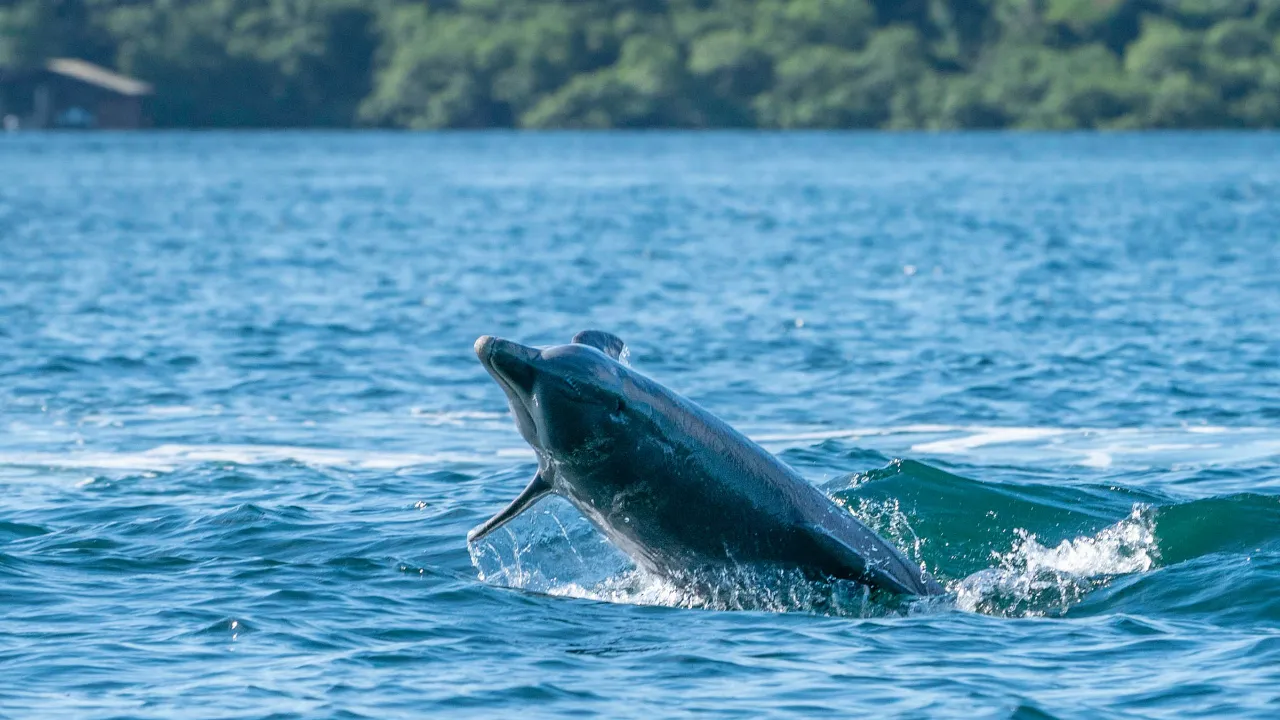 Delfin bawi się w morzu przy Bocas del Toro Delfin bawi się w morzu przy Bocas del Toro