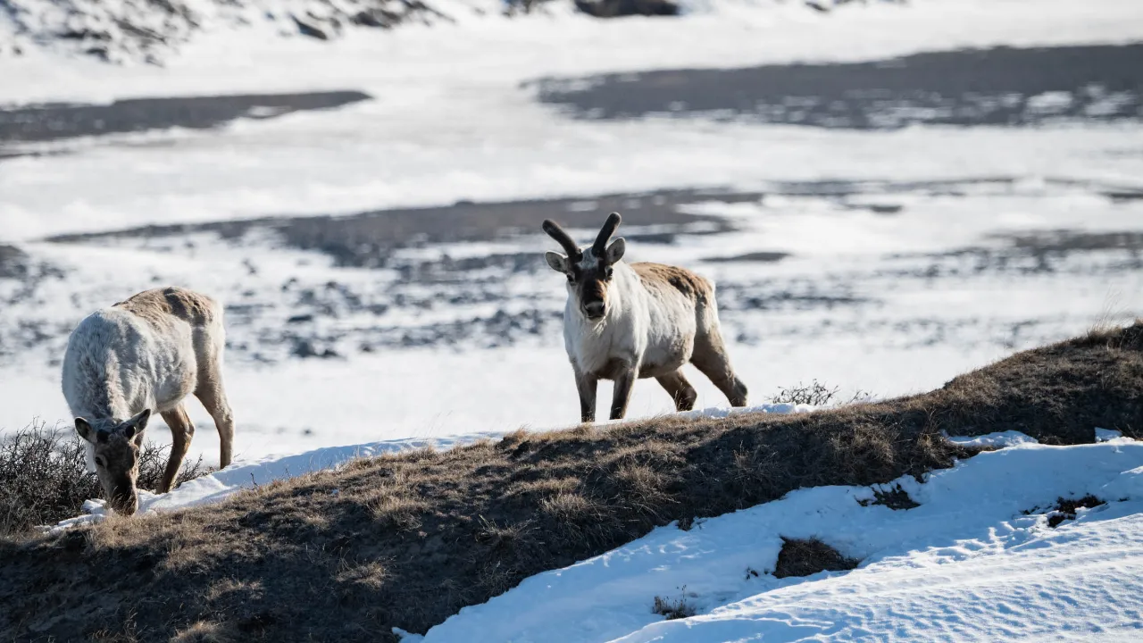 Renifery na tundrze przy Kangerlussuaq Renifery na tundrze przy Kangerlussuaq