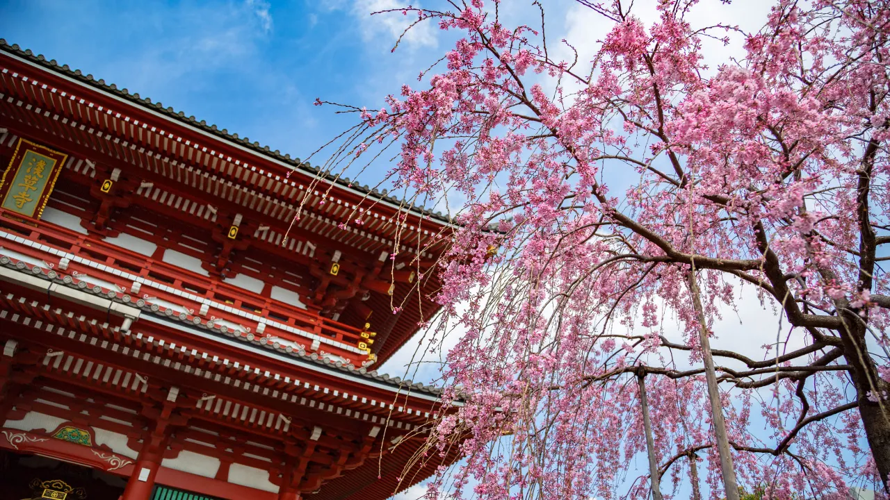 Kwitnące wiśnie przy świątyni Asakusa Kannon Kwitnące wiśnie przy świątyni Asakusa Kannon