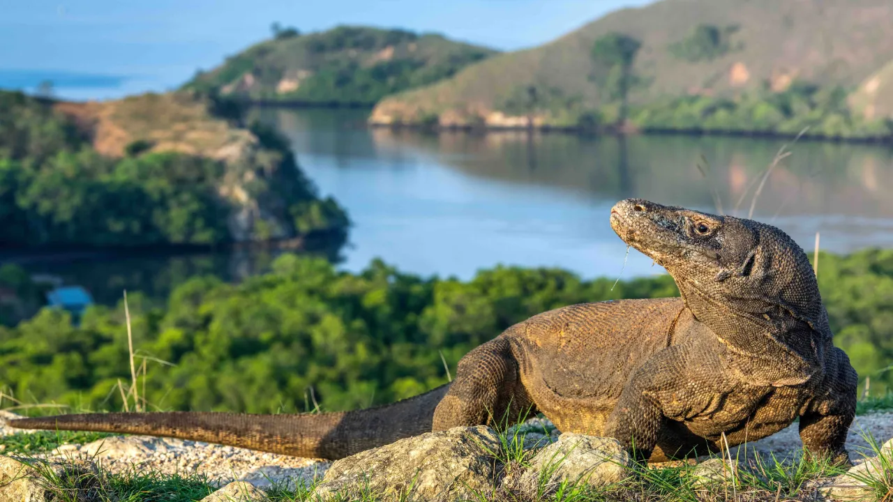 Waran z Komodo jest największą współcześnie żyjącą jaszczurką świata – może osiągać do 3 metrów długości