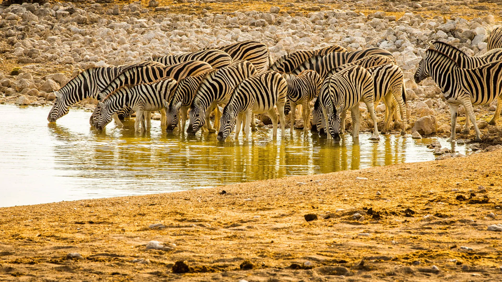 Zebra pije zwykle 20–30 litrów wody dziennie Zebra pije zwykle 20–30 litrów wody dziennie