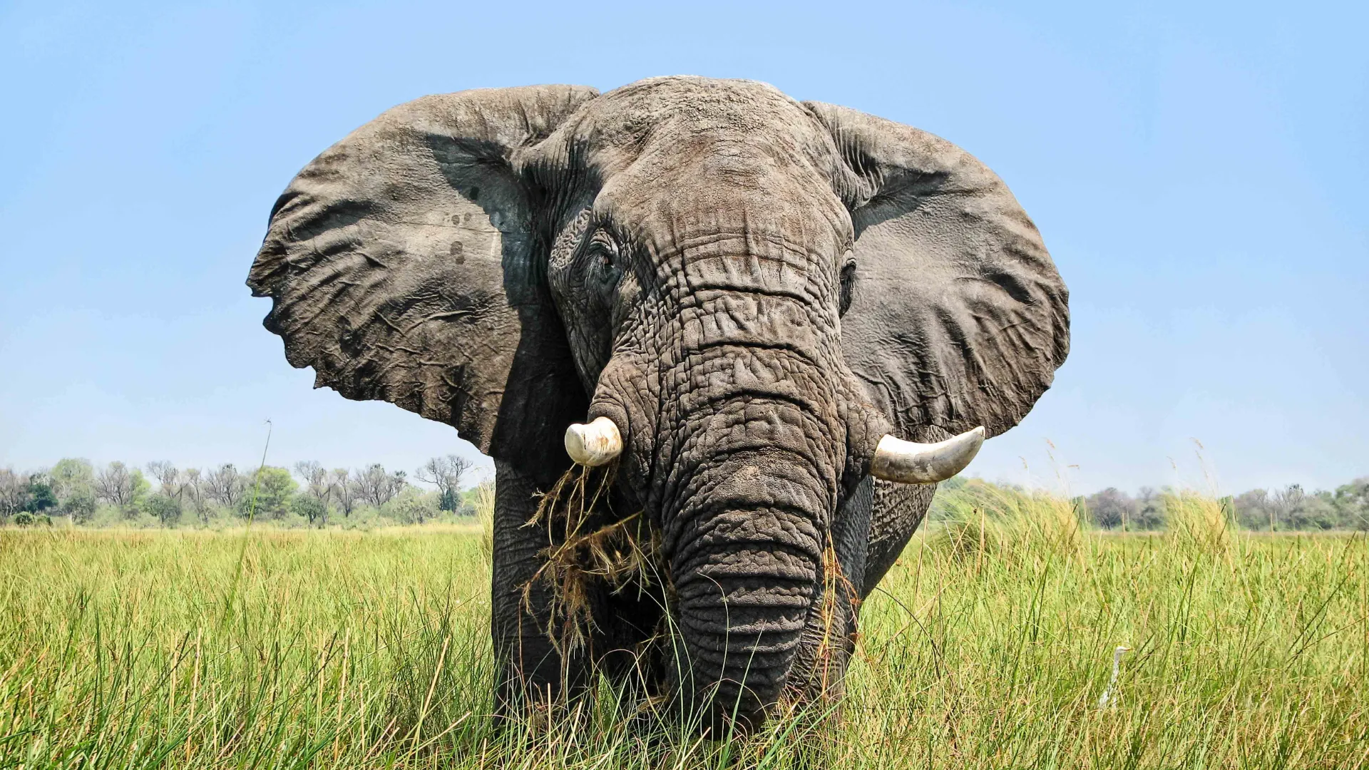 Słoń afrykański ma duże uszy w przeciwieństwie do swojego indyjskiego krewnego