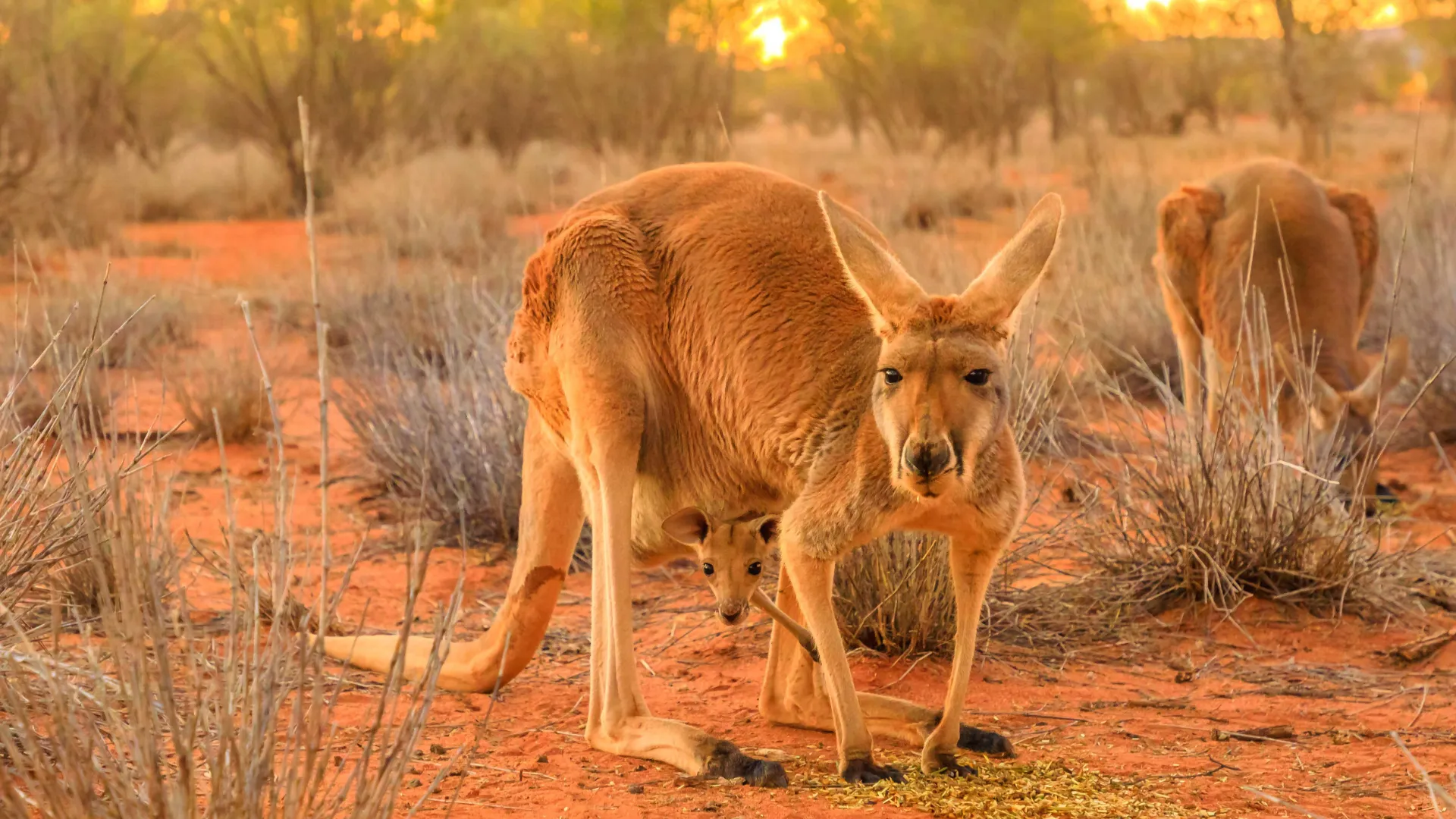 Młode kangura ma tylko 2 cm po urodzeniu i pozostaje w torbie, aż urośnie wystarczająco