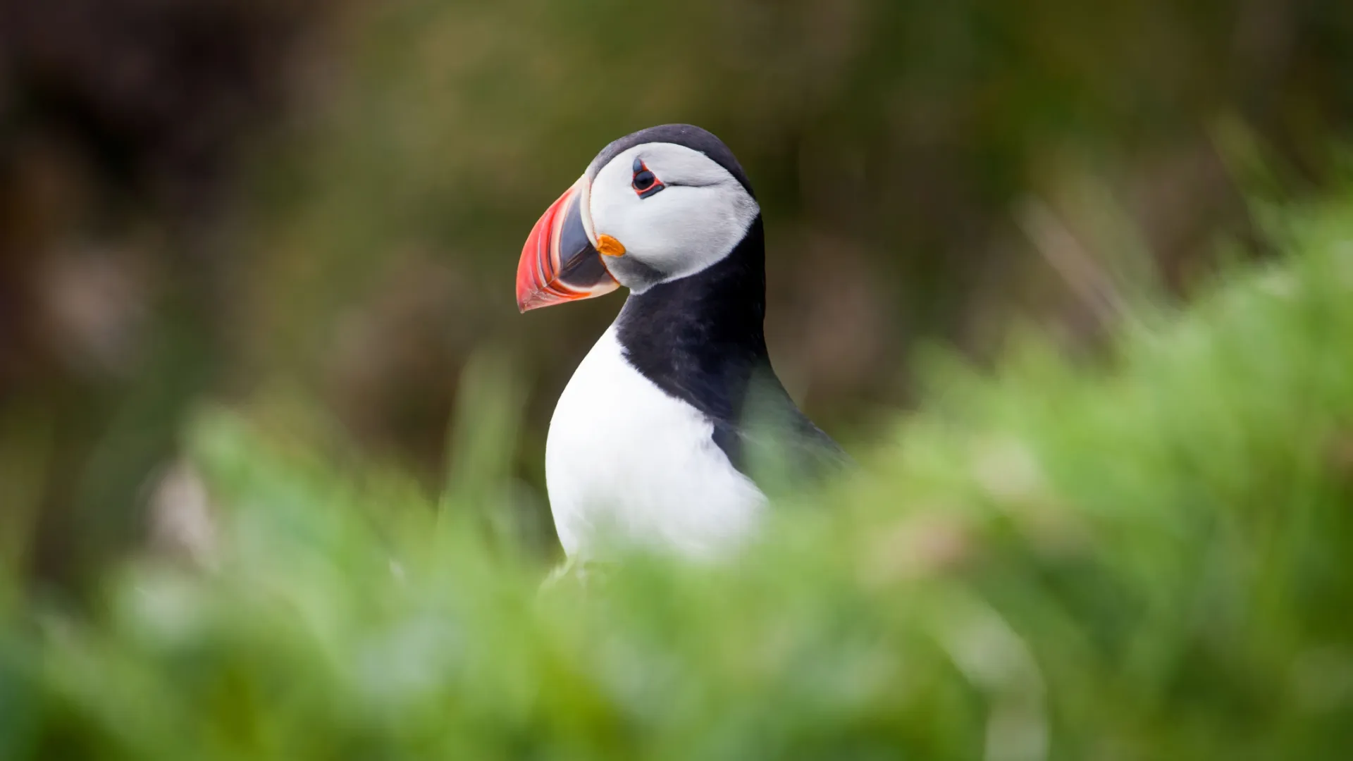 Blisko uroczych maskonurów