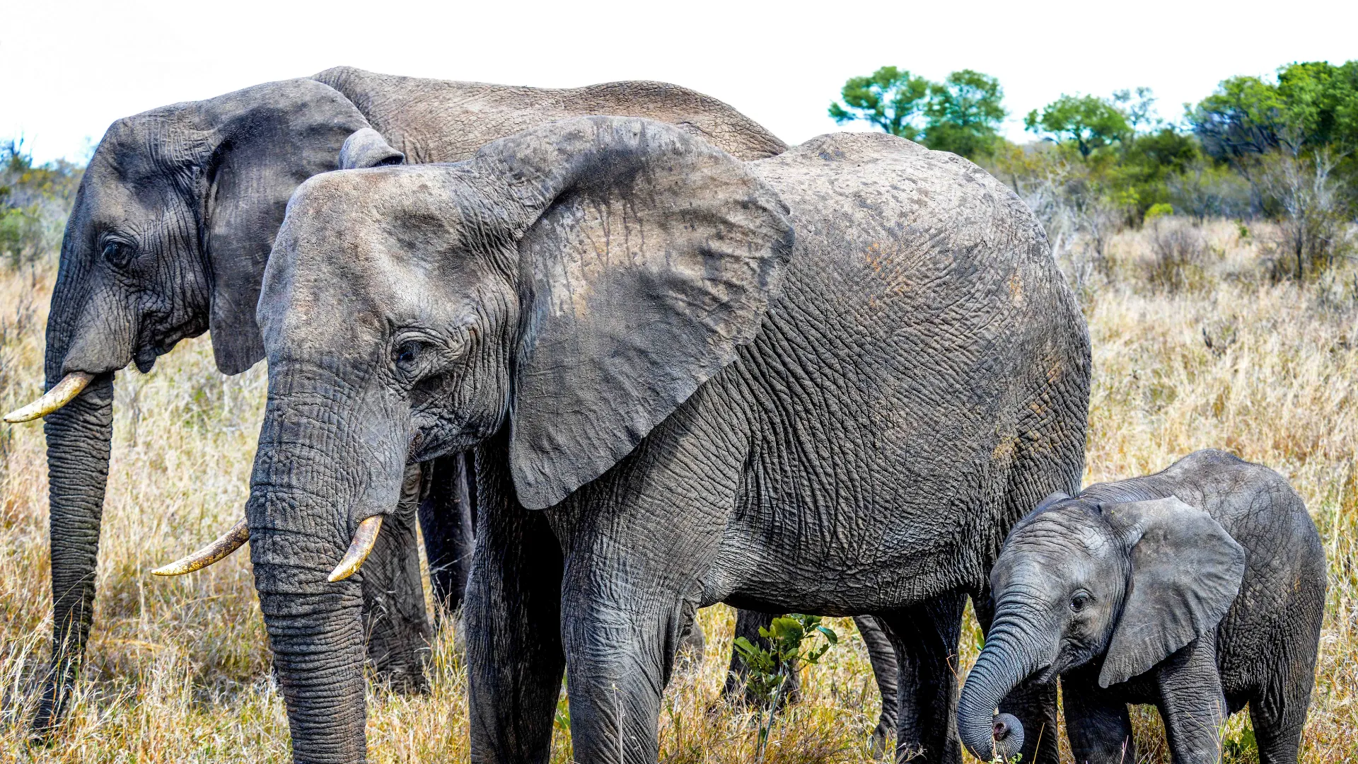 Młode słonia nazywa się słoniątkiem i waży od 70 do 90 kilogramów przy narodzinach Młode słonia nazywa się słoniątkiem i waży od 70 do 90 kilogramów przy narodzinach