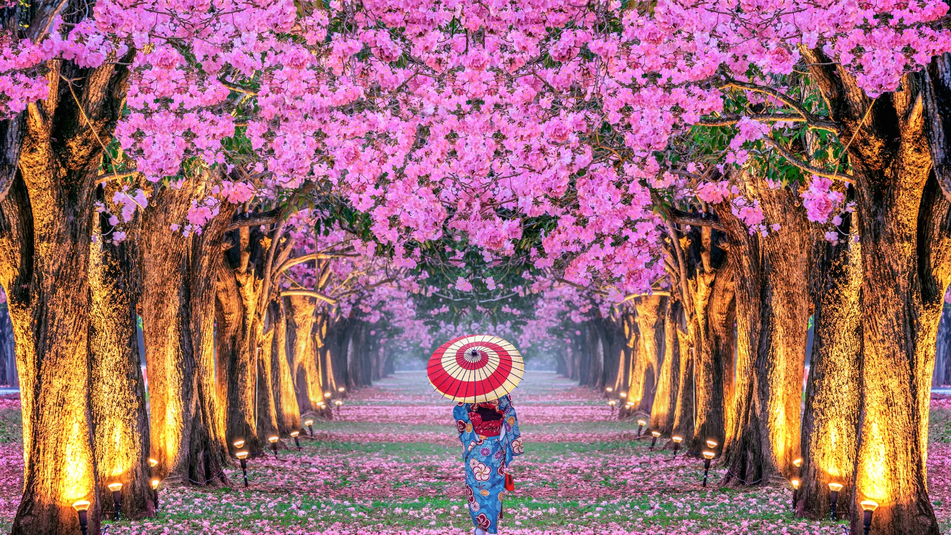 Drzewa wiśni kwitną w pełni podczas Festiwalu Sakury Drzewa wiśni kwitną w pełni podczas Festiwalu Sakury