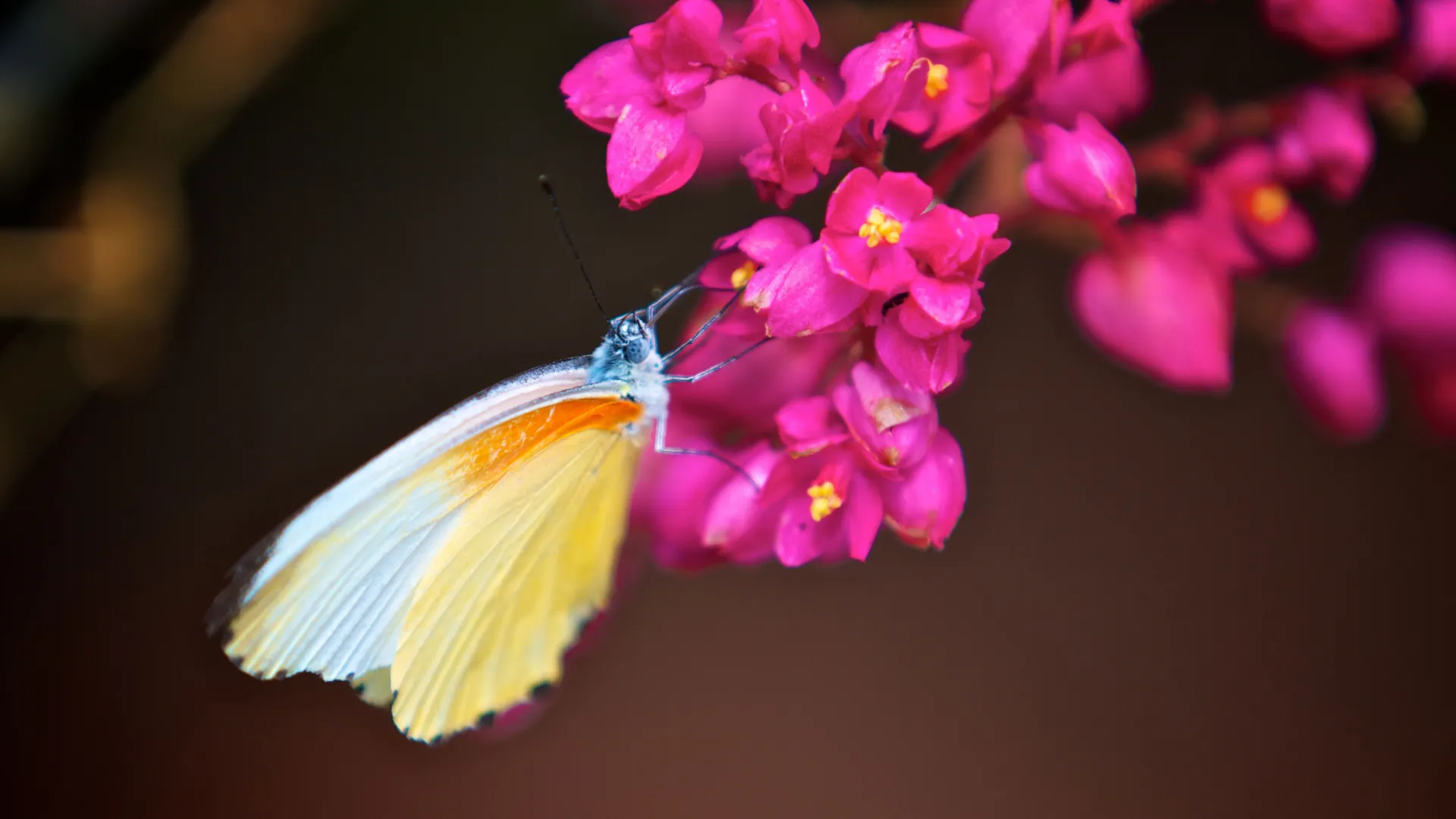Nie wszystkie zwierzęta na sawannie są duże Nie wszystkie zwierzęta na sawannie są duże
